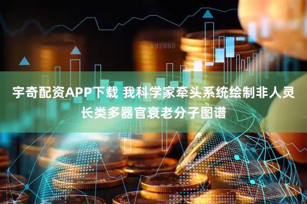 宇奇配资APP下载 我科学家牵头系统绘制非人灵长类多器官衰老分子图谱